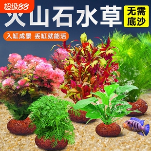 火山石水草植物鱼缸造景真草水培蜈蚣草水榕阴性绿菊净化水质套餐