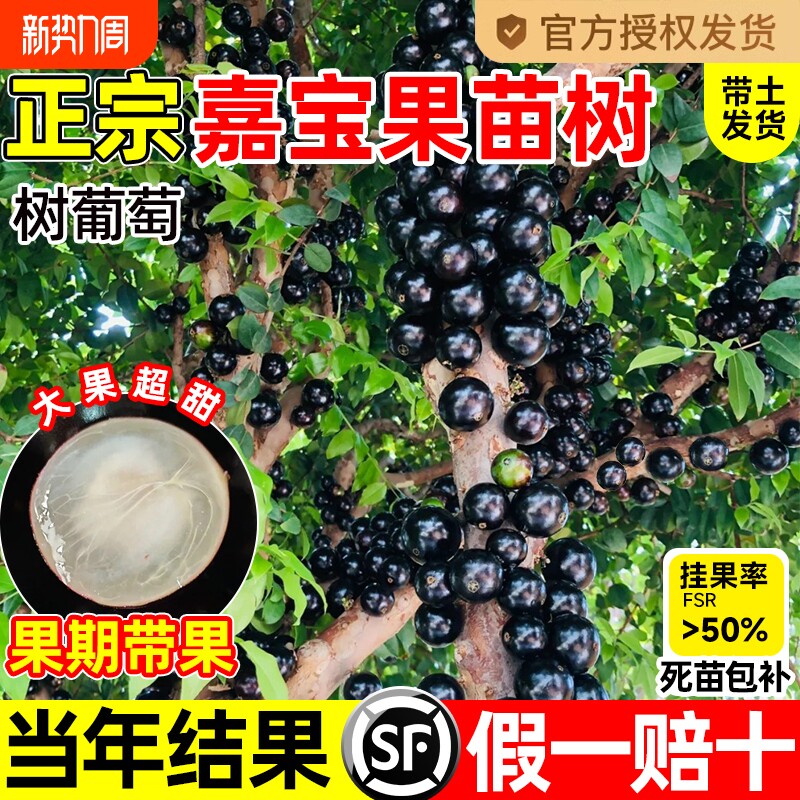 正宗四季嘉宝果苗树树葡萄果苗沙巴艾斯卡庭院果树南北方种植盆栽