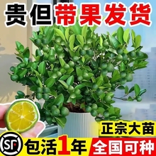 小青柠树苗海南小青桔金桔树香水柠檬树盆栽带果阳台果树果苗种植