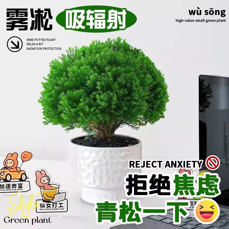 雾凇盆栽绿植放青松植物办公室桌面四季常青好养活室内工位小盆景