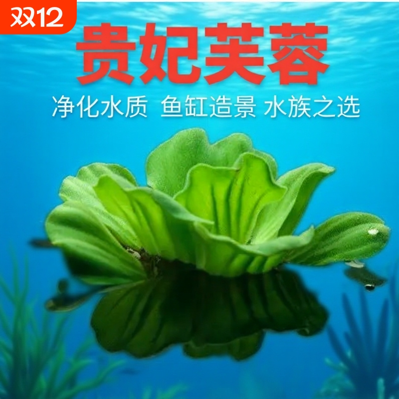 水芙蓉水生植物种苗浮萍水草鱼池龟缸养乌龟缸造景养龟增氧水质