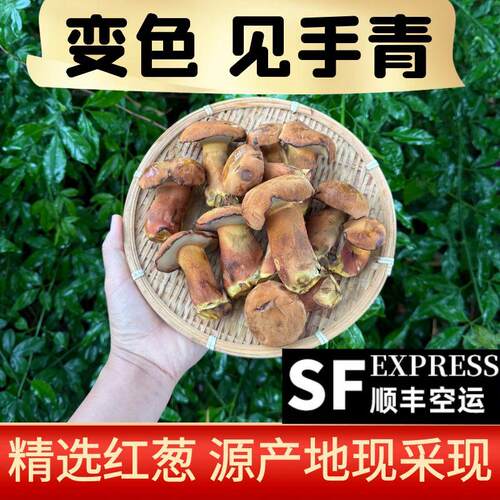见手青牛肝菌云南新鲜采摘