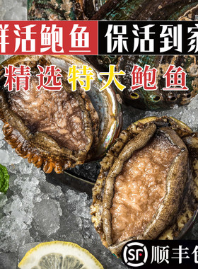鲜活大连鲍鱼充氧活发保活到家