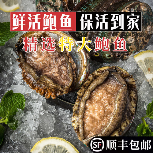 鲜活大连鲍鱼充氧活发保活到家