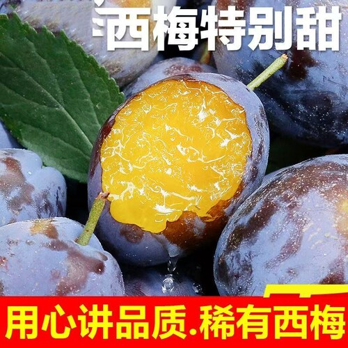 【独立包装】新鲜稀有大西梅新鲜水果高山正宗应季鲜精品彩箱批发