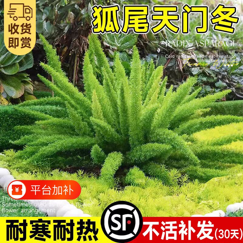 狐尾天门冬盆栽苗庭院花园地栽九尾狐四季常青耐寒好养绿植物耐热