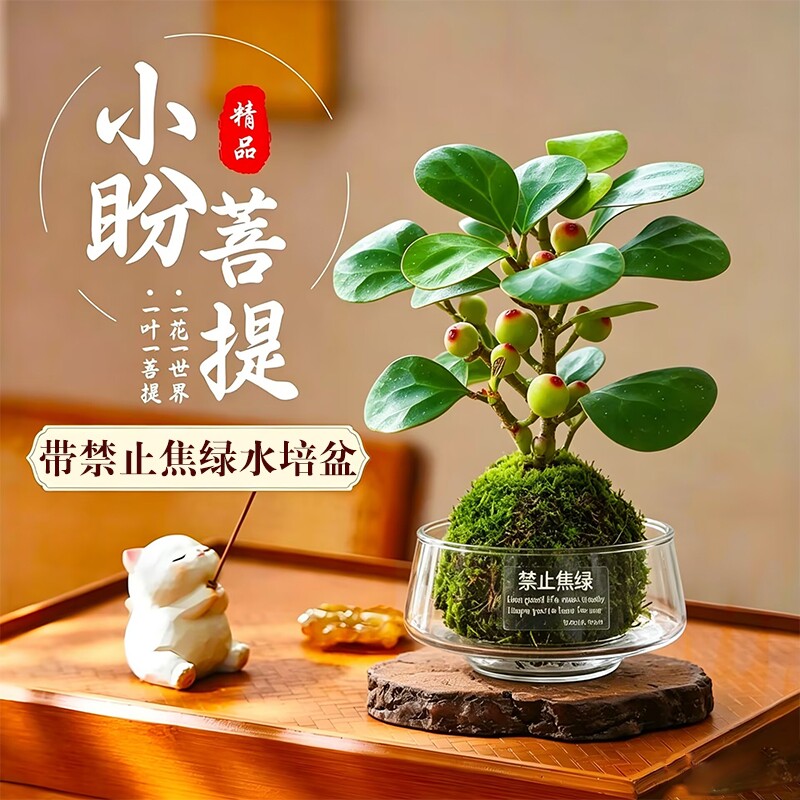 精品小盼菩提树盆栽带果办公室内禅意盆景水培好养桌面花卉绿植物图片