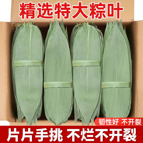 粽子叶粽叶干大号棕叶新鲜包粽子的竹叶子干粽叶商用箬叶批发材料