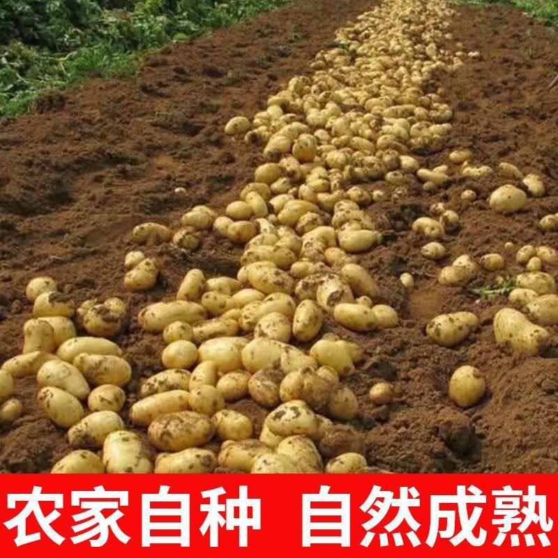 黄皮黄心秋季土豆种子脱毒马铃薯15发芽蔬菜高产新鲜自种