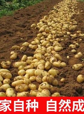 黄皮黄心秋季土豆种子脱毒马铃薯15发芽蔬菜高产新鲜自种