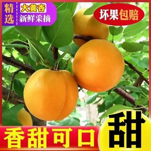【头茬现摘】山西大黄杏新鲜杏子应季水果金太阳黄杏酸甜整箱批发