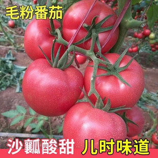 正宗大粉普罗旺斯西红柿苗秧带土大果嫁接番茄秧苗老品种山东寿光