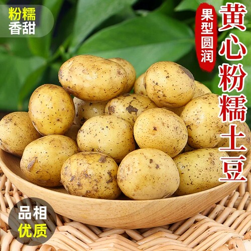 正宗恩施小土豆现挖新鲜黄心土豆