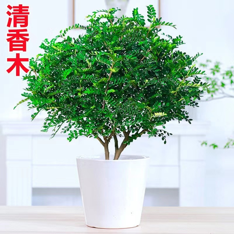 清香胡椒木盆栽花卉室内外驱蚊草植物树苗老桩盆景绿植