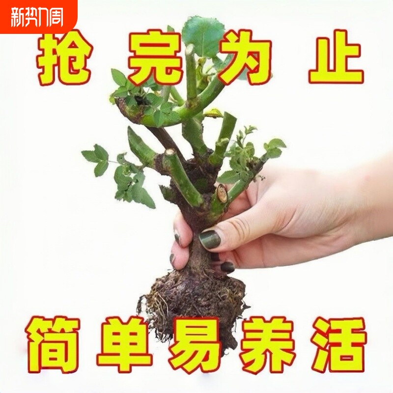 玫瑰花苗老桩大花浓香花卉绿植物盆栽月季蔷薇室内外阳台四季好养
