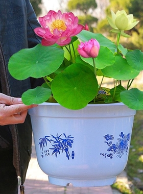 鱼缸水草碗莲水培植物种子四季开花水生植物盆栽无土淡水好养