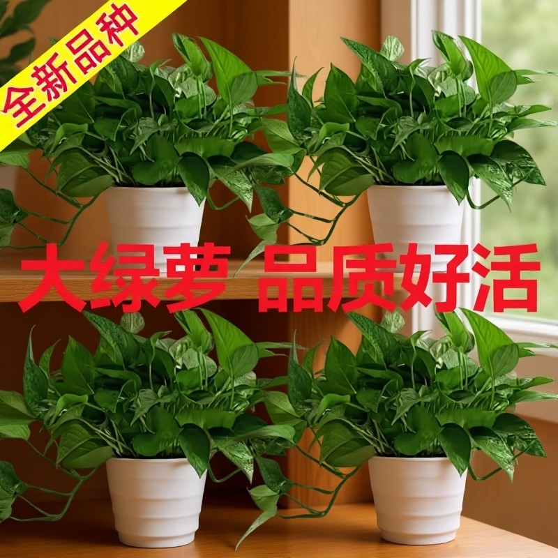 绿萝盆栽室内好养净化空气水培植物绿植花卉大叶绿箩客厅办公室