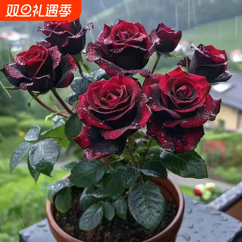 玫瑰花苗带花苞养盆栽月季花卉耐寒绿植物鲜花庭院阳台老桩开花