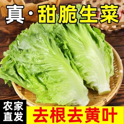 云南高山露天意大利生菜新鲜蔬菜生吃沙拉凉拌罗马球生火锅菜5斤