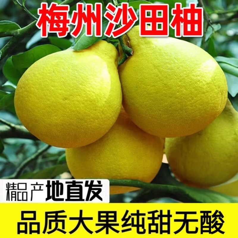正宗广东梅州沙田柚子纯甜大果梅县金柚当季新鲜水果现摘 沙田柚