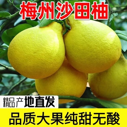 正宗广东梅州沙田柚子纯甜大果梅县金柚当季新鲜水果现摘 沙田柚