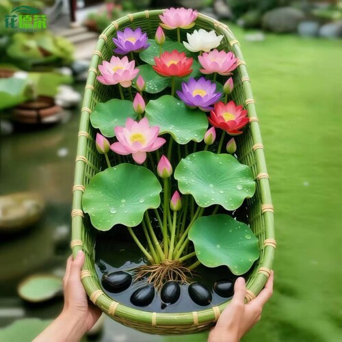 水培碗莲花卉室内室外四季可种种子水养盆栽客厅莲花多规格