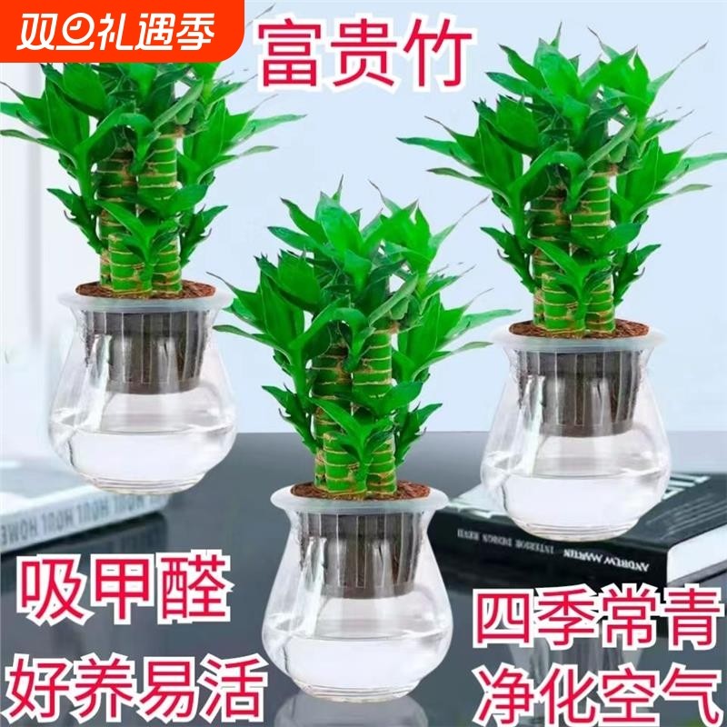 步步高升富贵竹盆栽室内水培植物净化空气客厅桌面春节百财旺宅