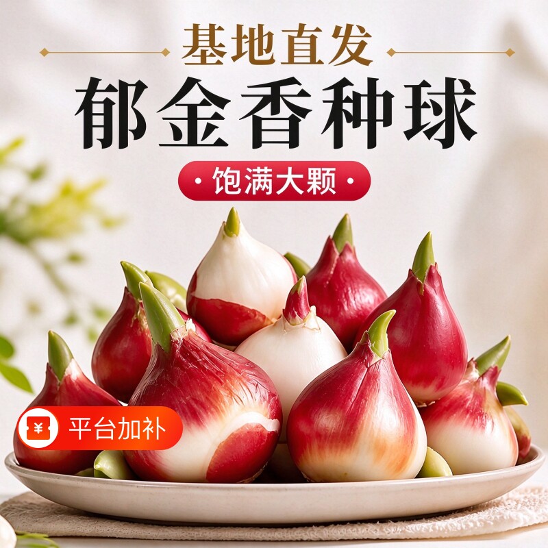 郁金香种球水培植物荷兰进口5度球桌面植物花卉种子阳台耐寒好养
