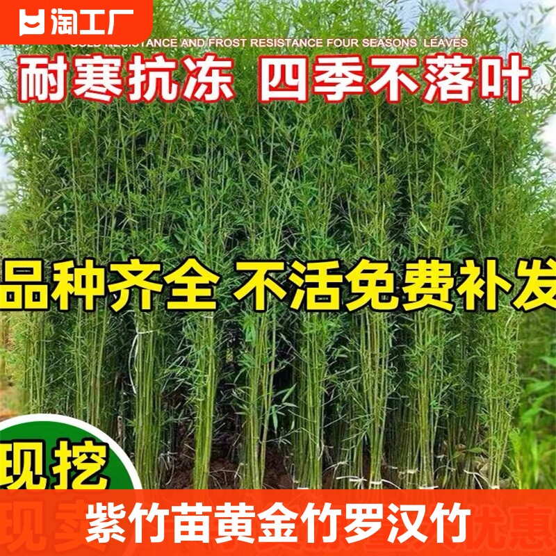 竹子苗庭院四季常青植物观赏竹子盆栽紫竹苗黄金竹罗汉竹芦竹种植