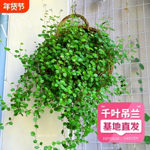 千叶吊兰 盆栽鲜活观叶植物烘焙糕点装饰蛋糕点缀绿植水培千叶兰