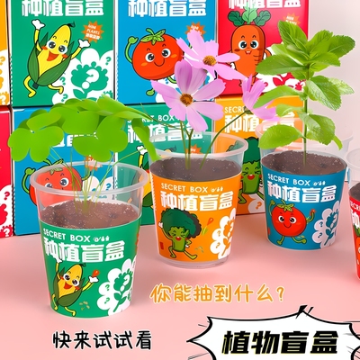 5个随机款盲盒种植小盆栽幼儿园观察植物小学生创意