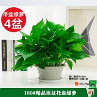 180#Оригинальный лоток для горшка зеленый укроп [4] горшок с доставкой кастрюли +10 жир 2