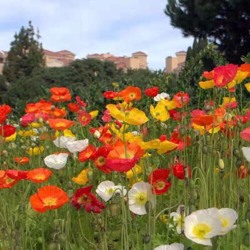 虞美人种子混色冰岛虞美人种子耐寒耐热四季阳台庭院盆栽花卉种子