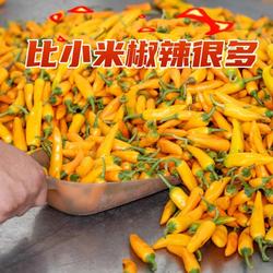 福建永安黄椒福鼎肉片福州鱼丸同款辣椒黄辣椒新鲜农家自种小米椒