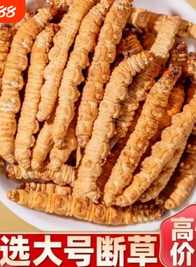 冬虫夏草虫肉节断草断虫草送父母长辈送礼补品头期滋补冬虫草