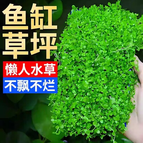 爬地矮珍珠水草鱼缸造景装饰新手