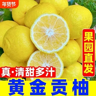 正宗湖南黄金贡柚手剥柚桔柚甜香柚象山青小柚子