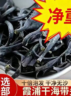 霞浦内海海带头厚度好，约15公分