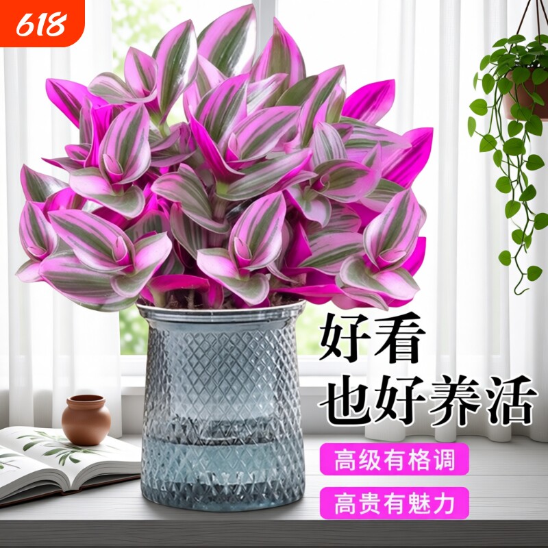 油画婚礼吊兰盆栽花盆垂吊大盆进口好养活紫露兰绿植室内多肉植物