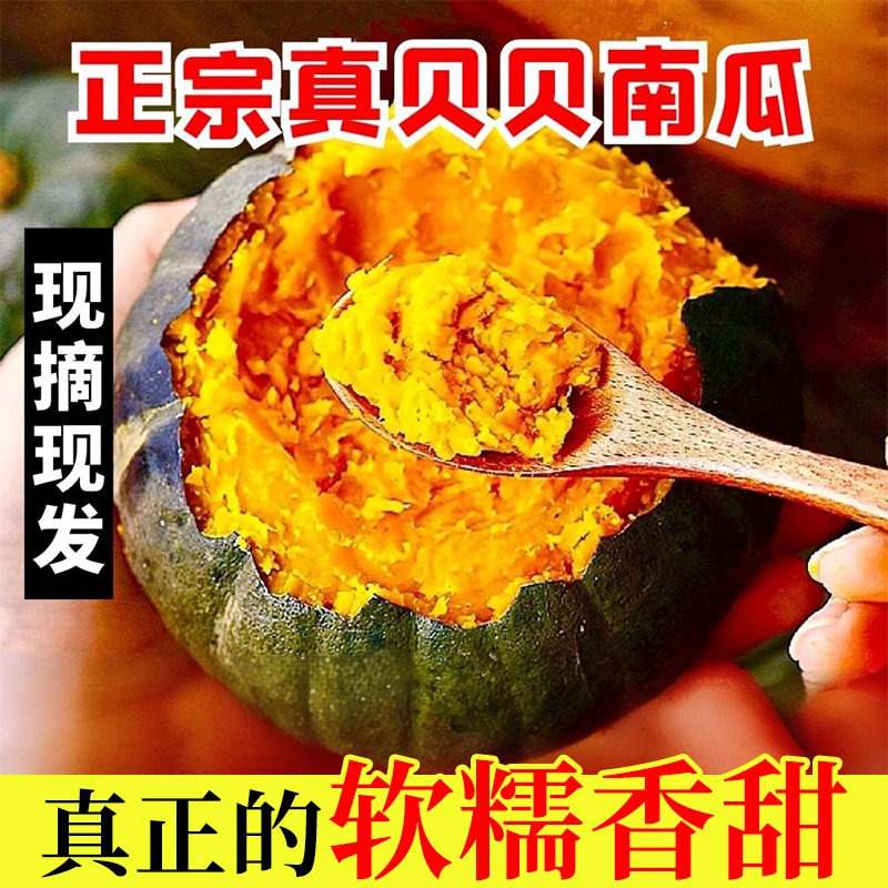 正宗板栗味小南瓜新鲜老南瓜粉婴儿粉糯香甜营养辅食新鲜蔬菜包邮