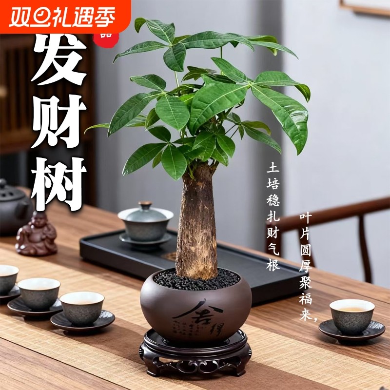 发财树小盆栽花卉植物桌面室内摆件四季好养绿植客厅原生招财树苗