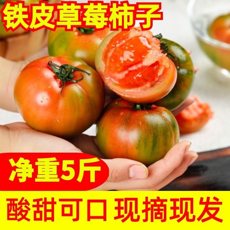 丹东铁皮柿子西红柿子盐碱地番茄新鲜绿腚水果番茄现摘现发顺丰
