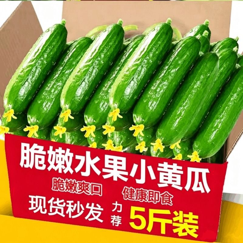 水果小黄瓜新鲜无刺小青瓜当季现摘荷兰蘸酱生吃蔬菜包邮自提自种