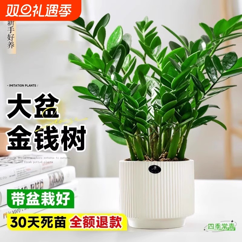 金钱树盆栽植物室内花卉大型客厅好养绿植大摇钱小发财树乔迁水培