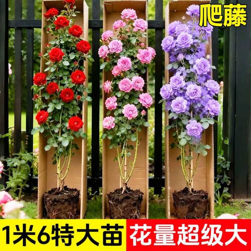 蔷薇花苗爬藤月季花卉植物盆栽特大苗室外庭院爬墙月季玫瑰花树苗