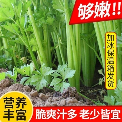 山东寿光芹菜新鲜带叶西芹水农产品基地应季榨汁