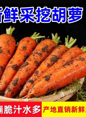 新鲜现挖胡萝卜鲜嫩脆甜清脆多汁农家自种红萝卜绿色营养健康蔬菜