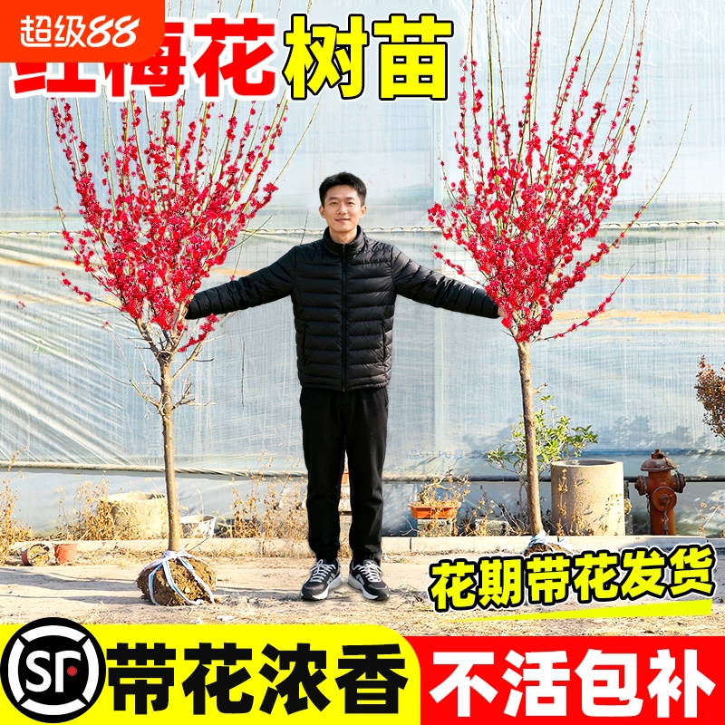 梅花树苗庭院地栽原生红绿梅花腊梅耐寒室外风景树植物花卉骨里红