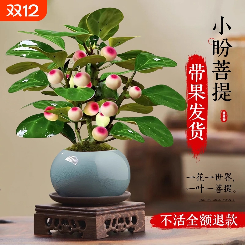 小盼菩提盆栽带果办公室内