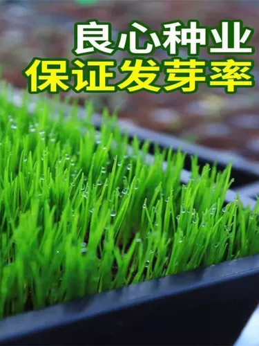 Семена травы долины четыре сезона Changqingguo собака Гранитная трава